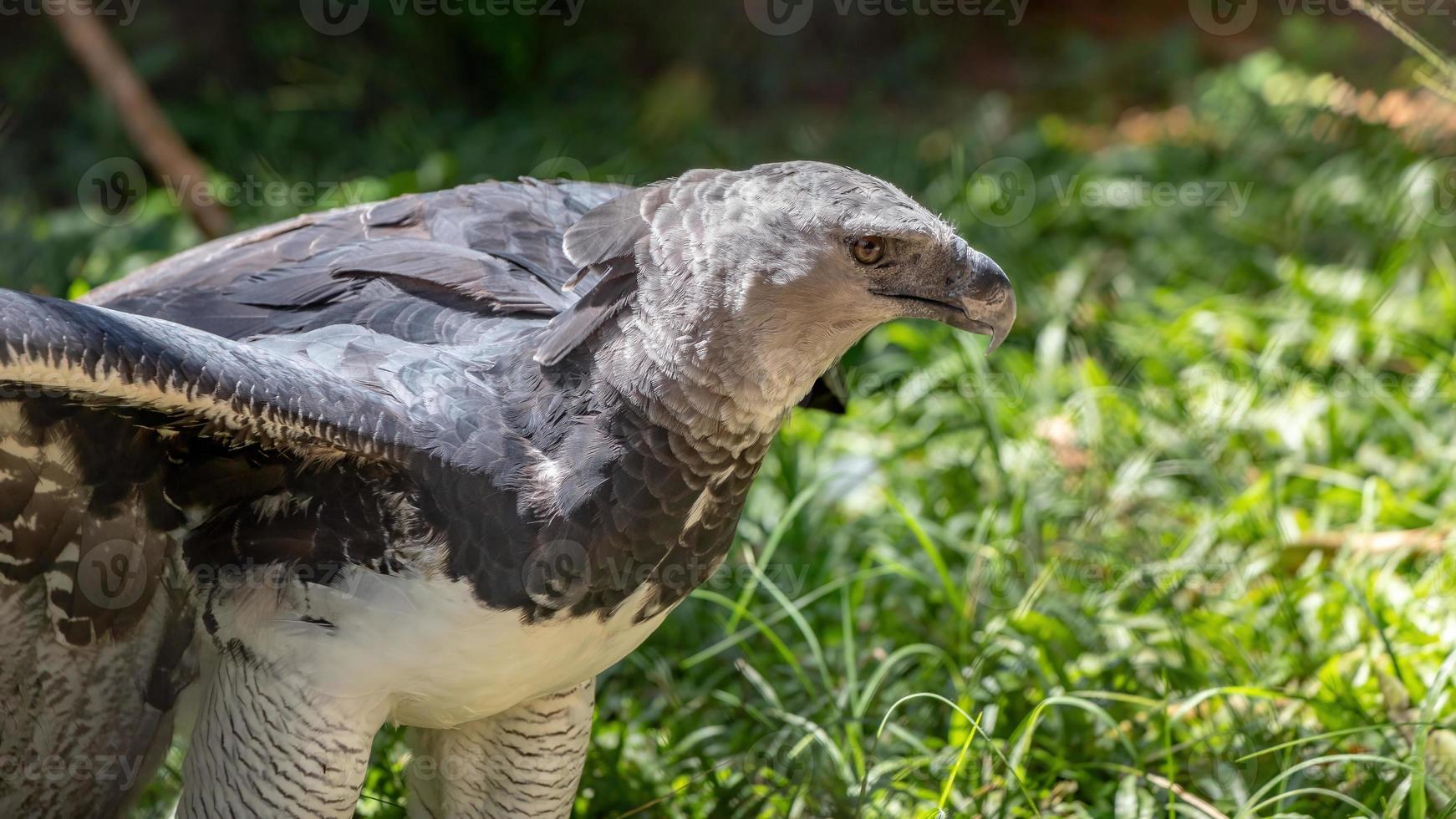 Harpy Eagle animal photo