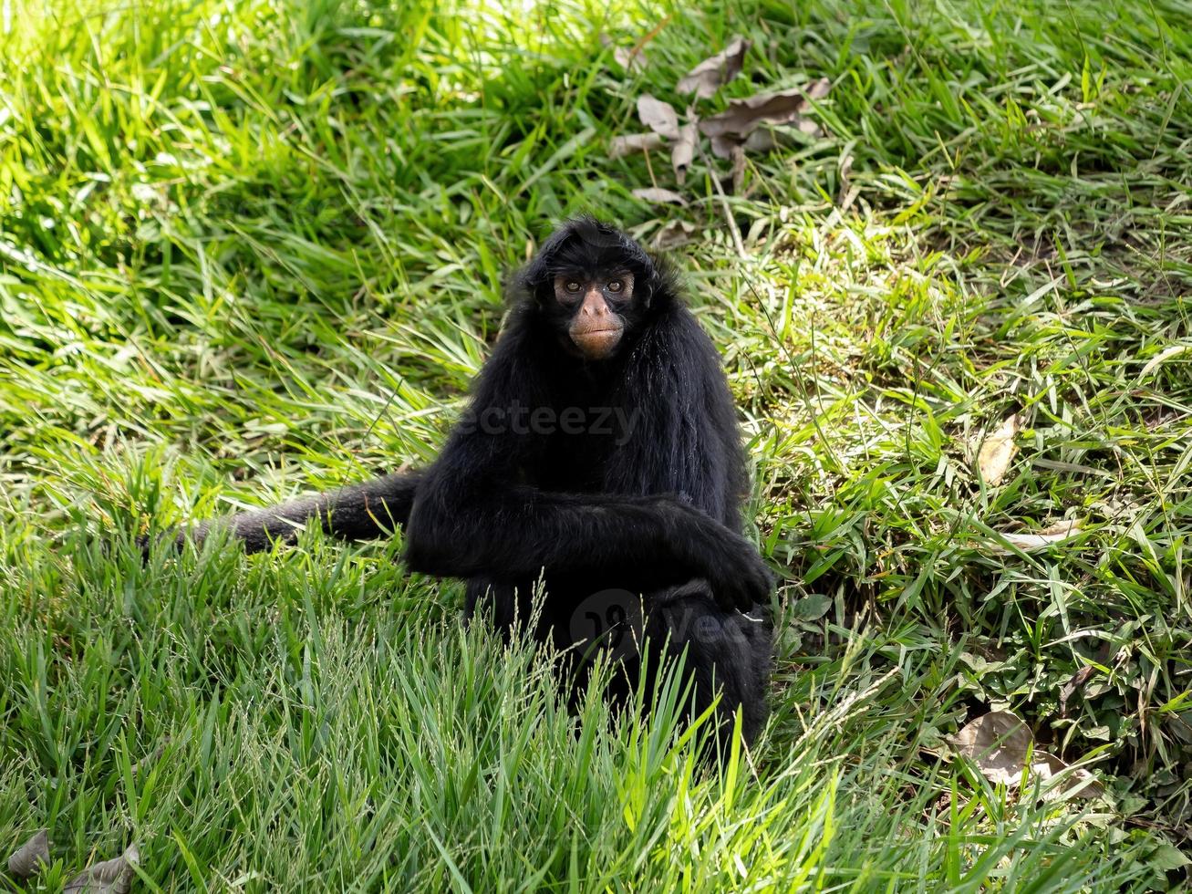 Black-faced Black Spider Monkey photo