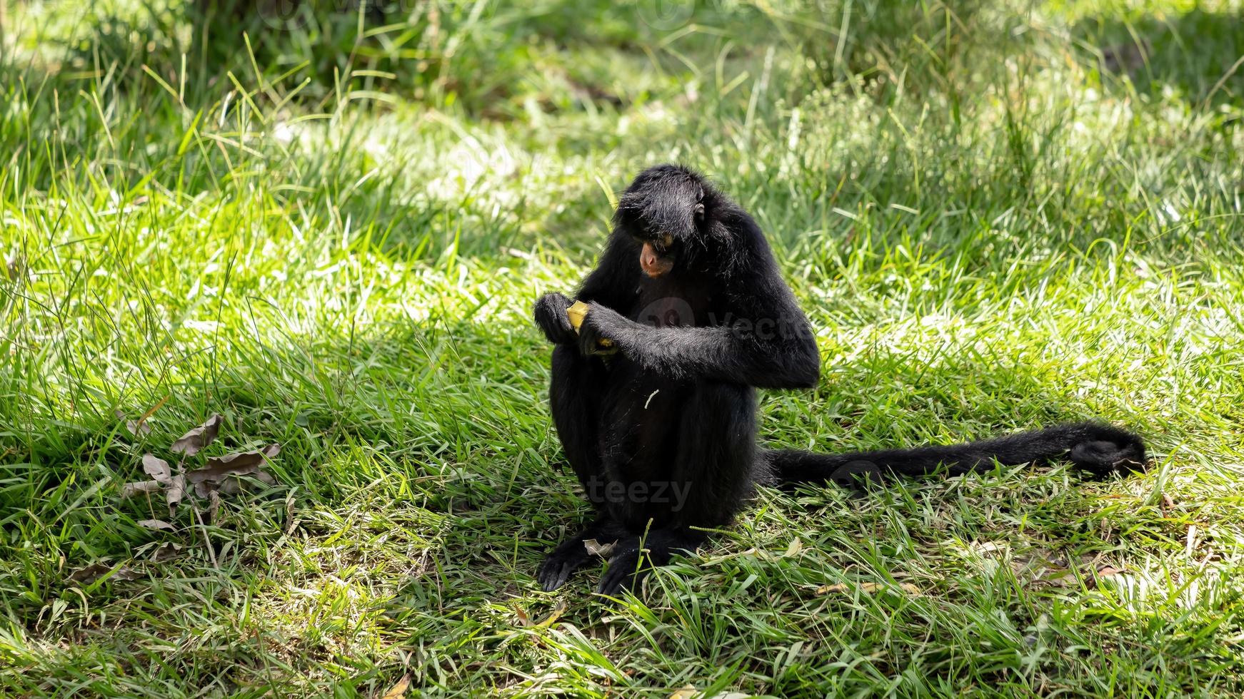 Black-faced Black Spider Monkey photo
