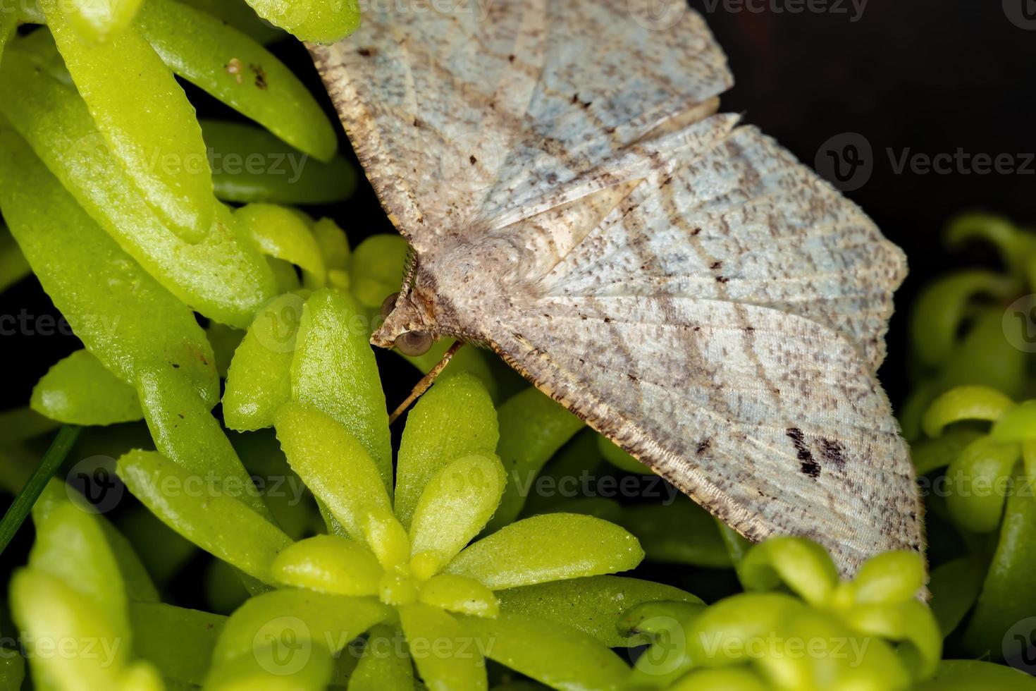 White Geometer Moth photo