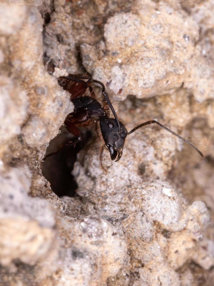 hormiga carpintera adulta foto