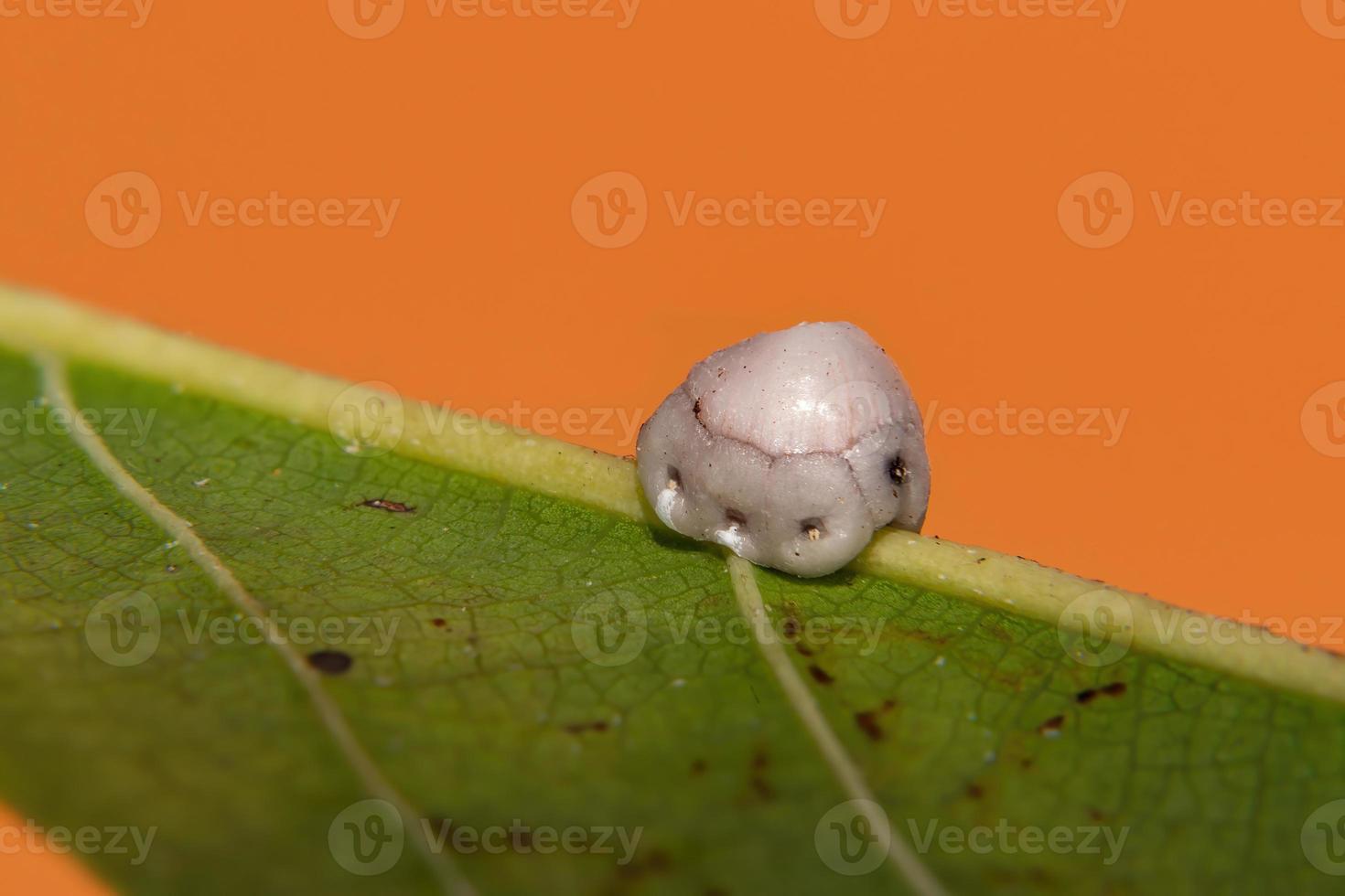 pequeña escala de cera foto