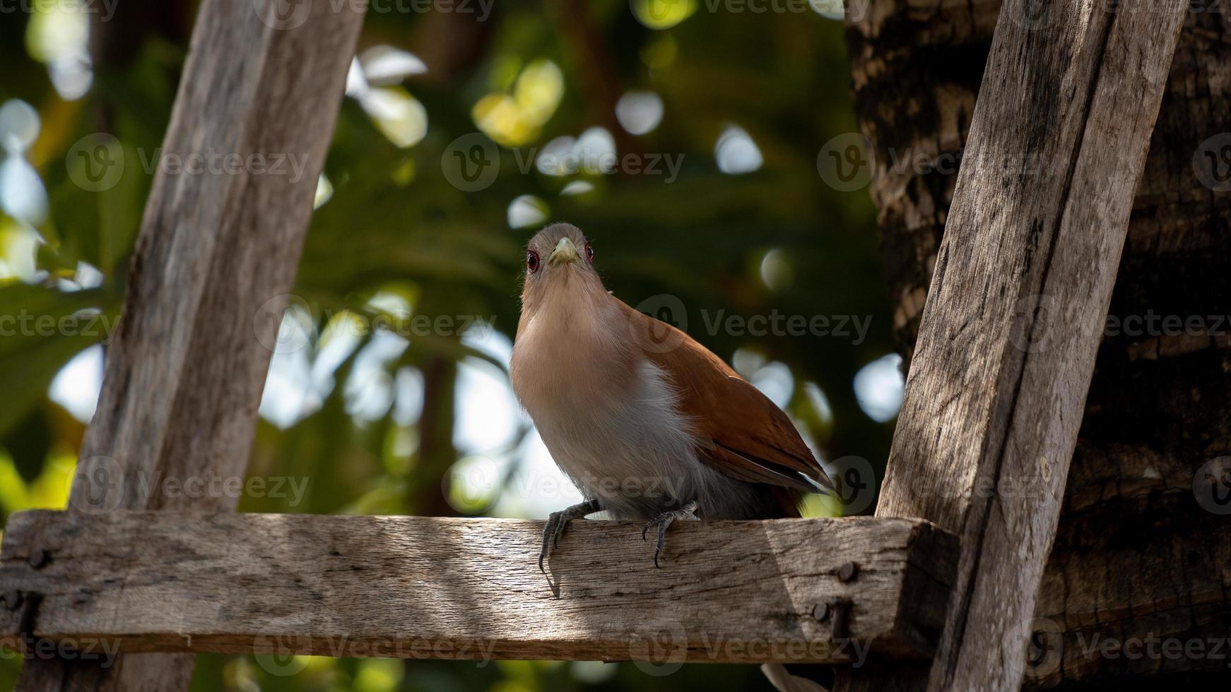 ardilla brasileña cuco foto