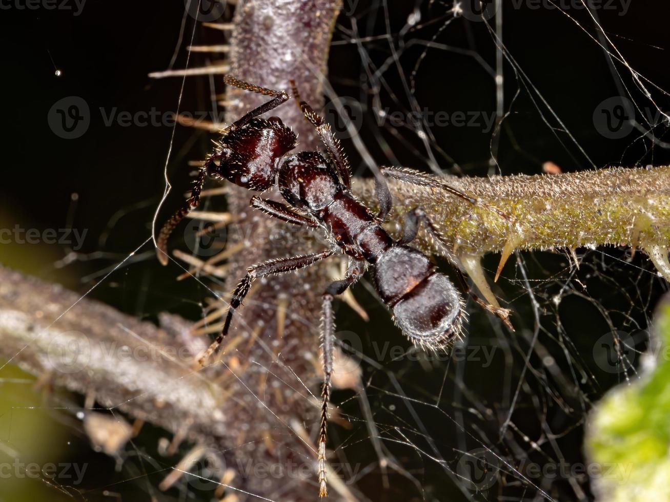 pequeña hormiga brasileña foto