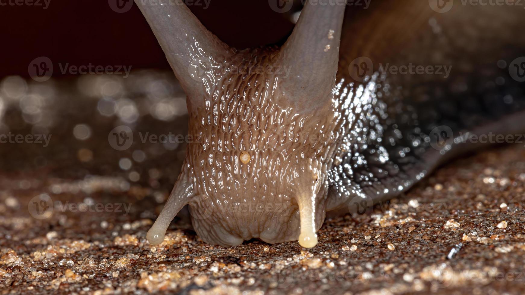 caracol gigante africano foto