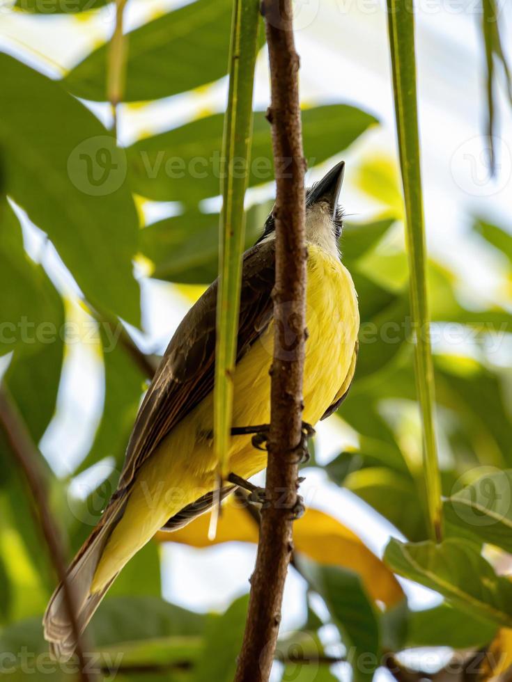 Adult Great Kiskadee photo