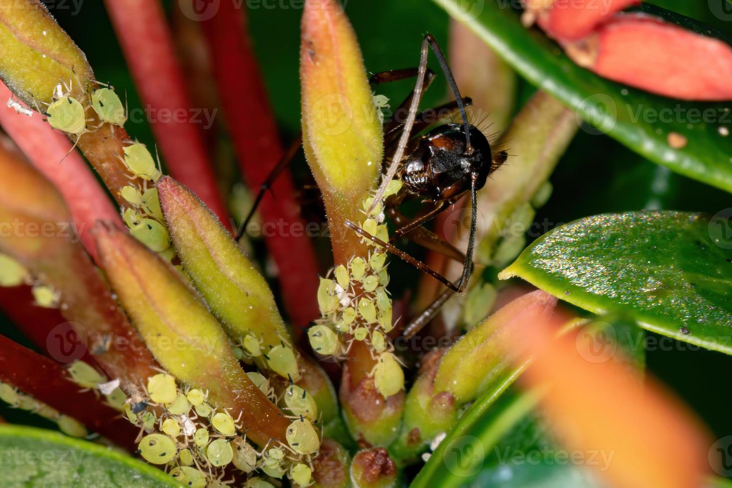 Small Carpenter Ant photo