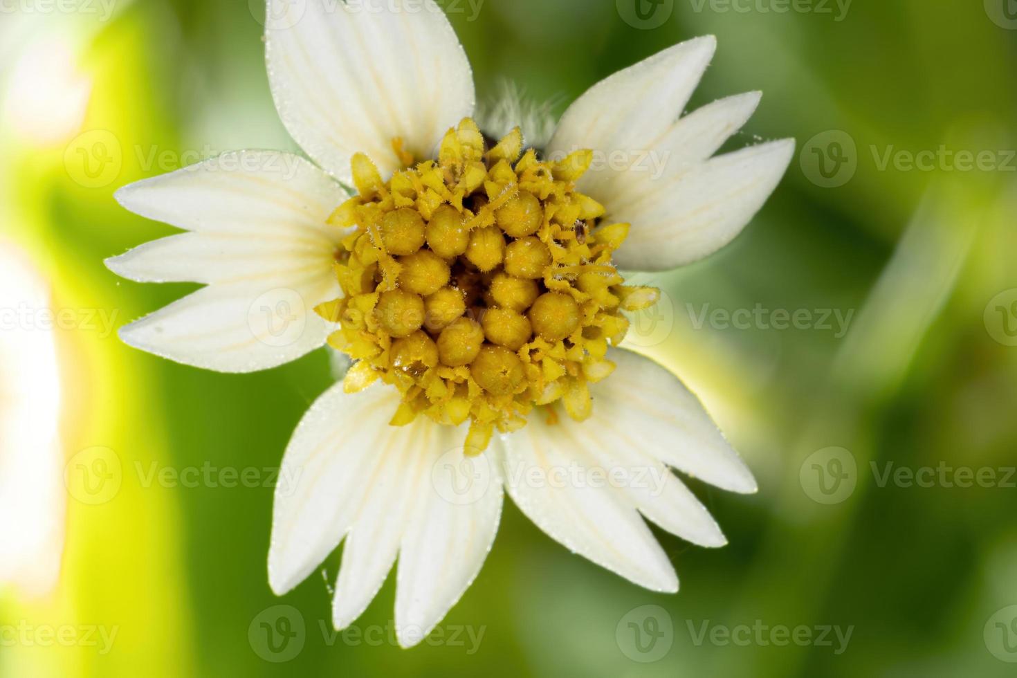 Small White Flower photo