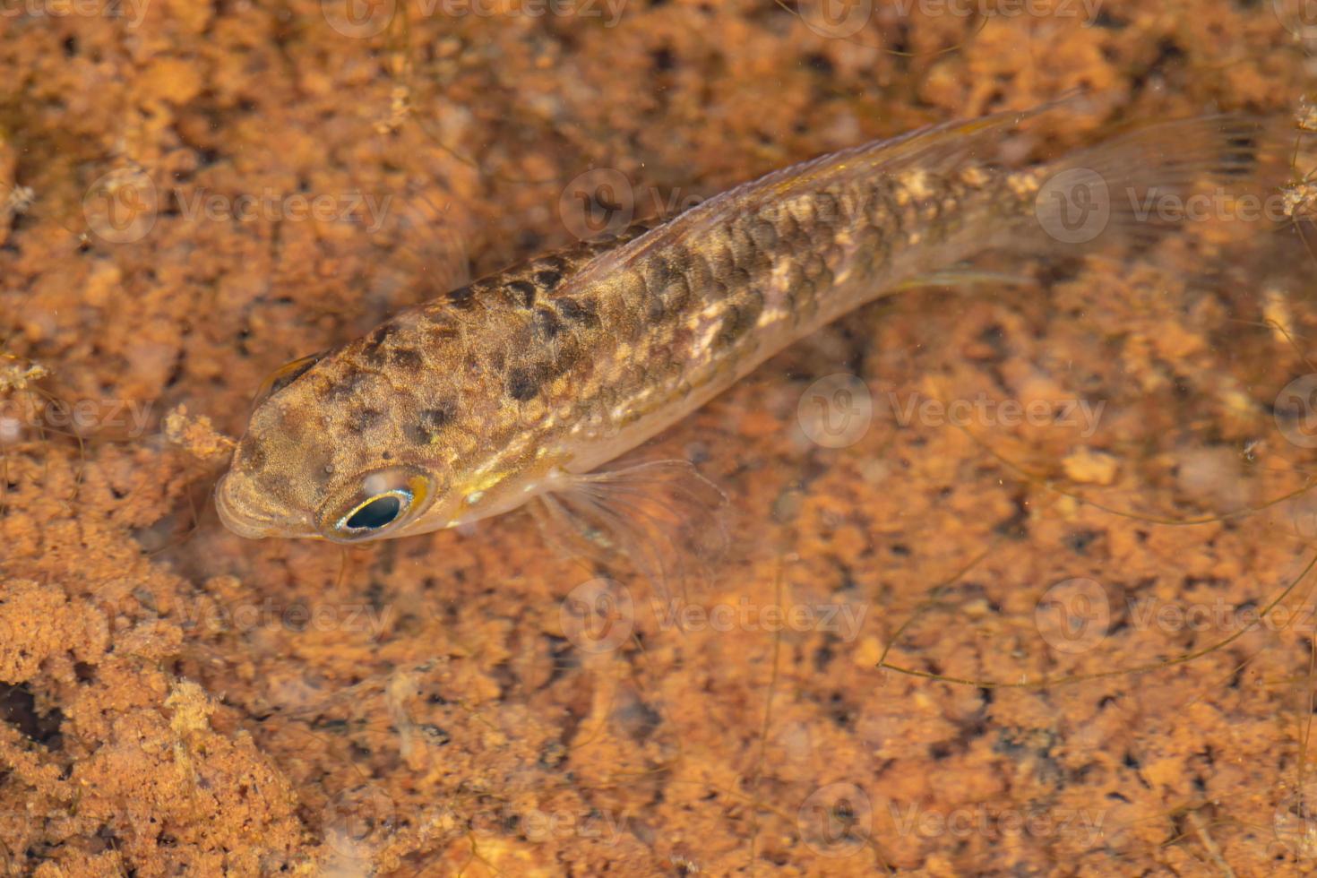 Small Cichlasomatine Cichlid photo