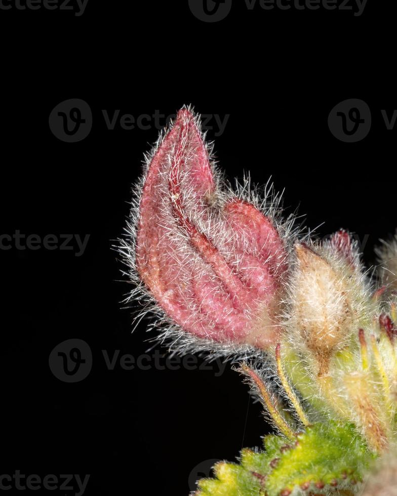 Small Red flower photo