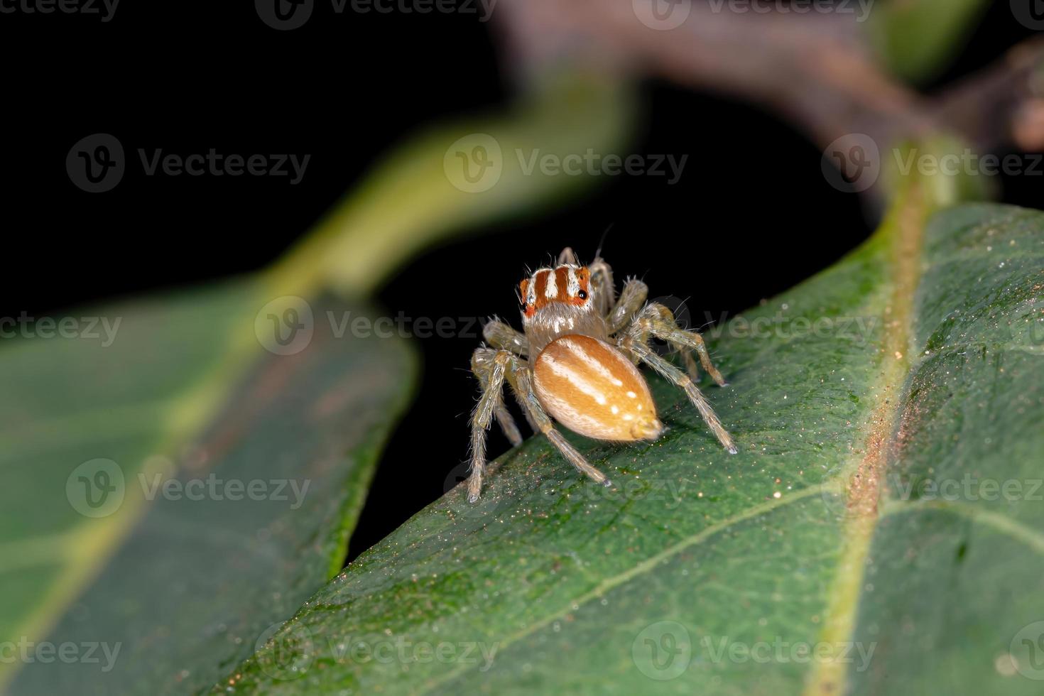 pequeña araña saltadora foto