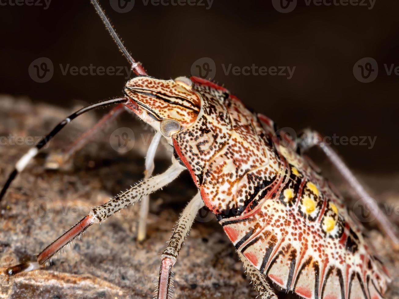 Stink Bug nymph photo