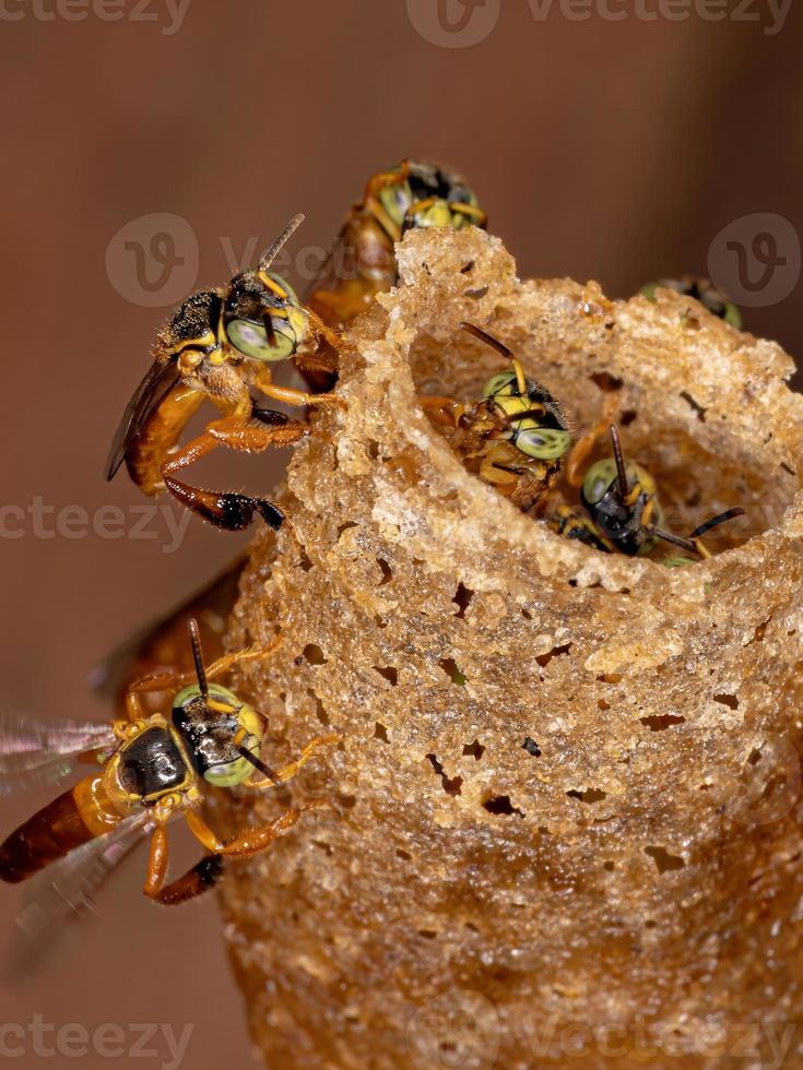 abeja jatai brasileña foto