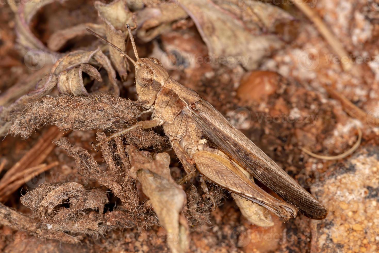 saltamontes brasileño de cuernos cortos foto