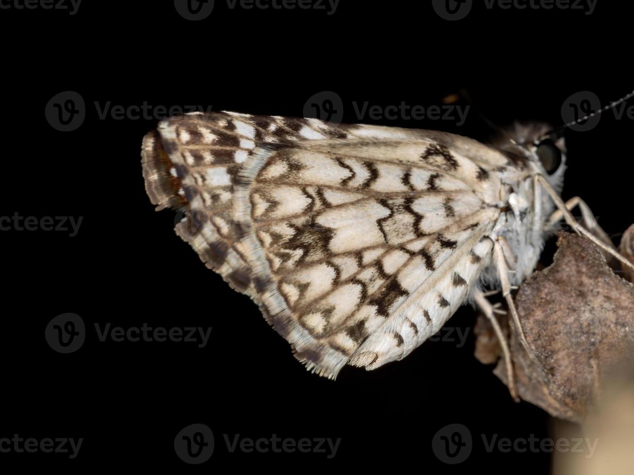 patrón a cuadros orcus brasileño foto