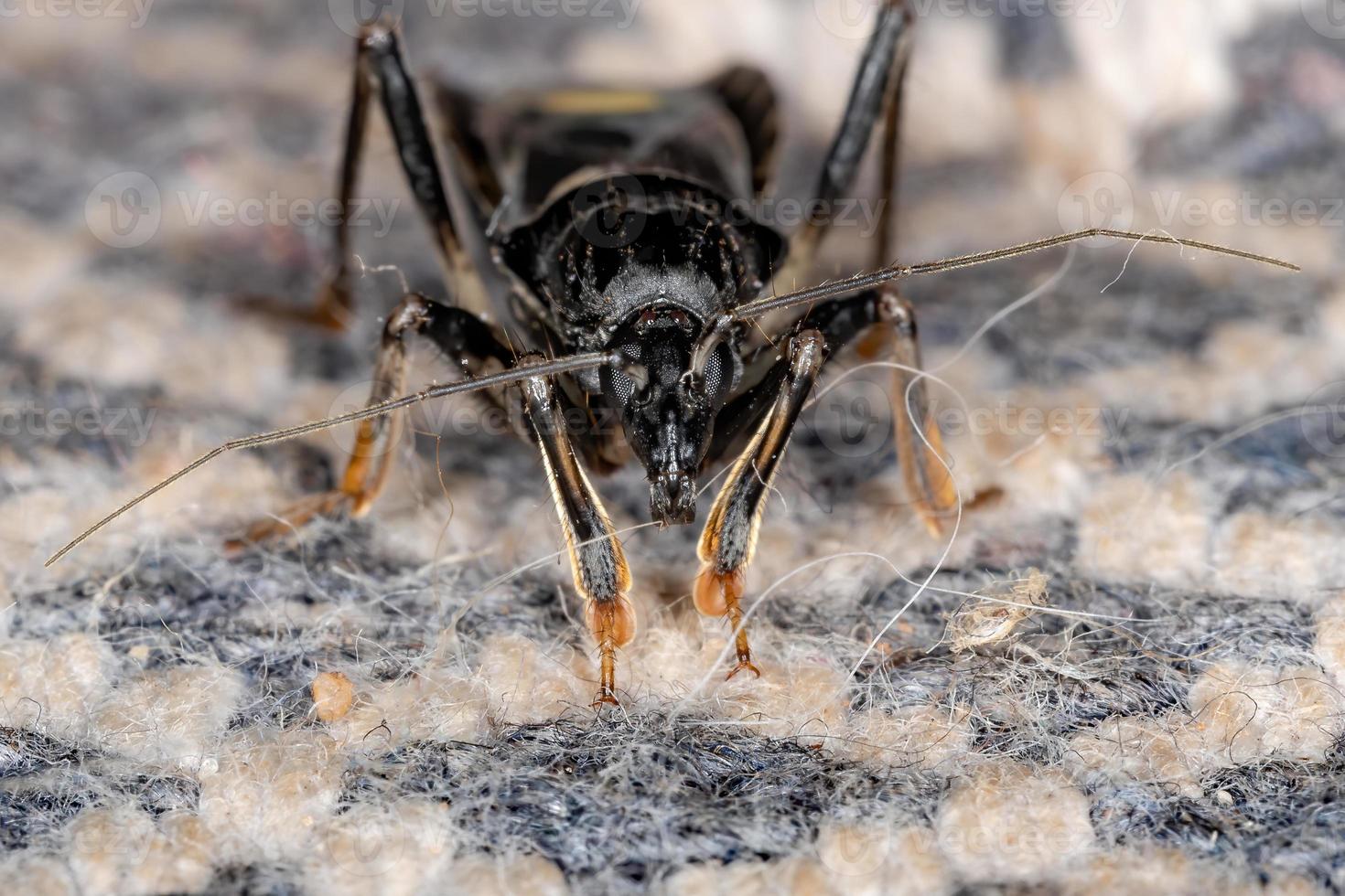 Adult Corsair Bug photo