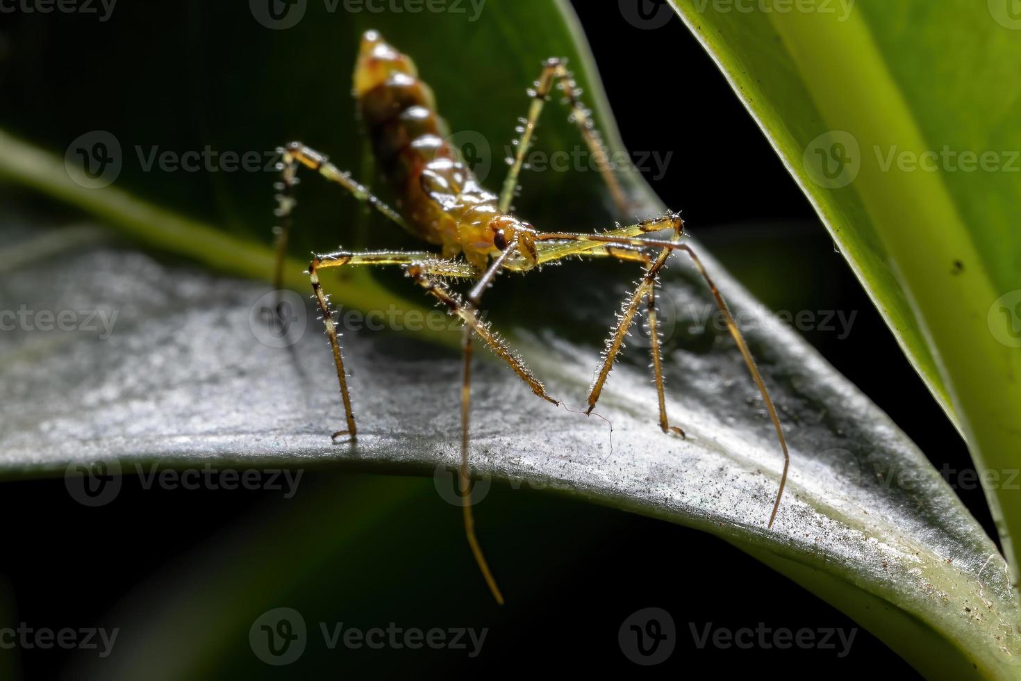 Assassin Bug nymph photo