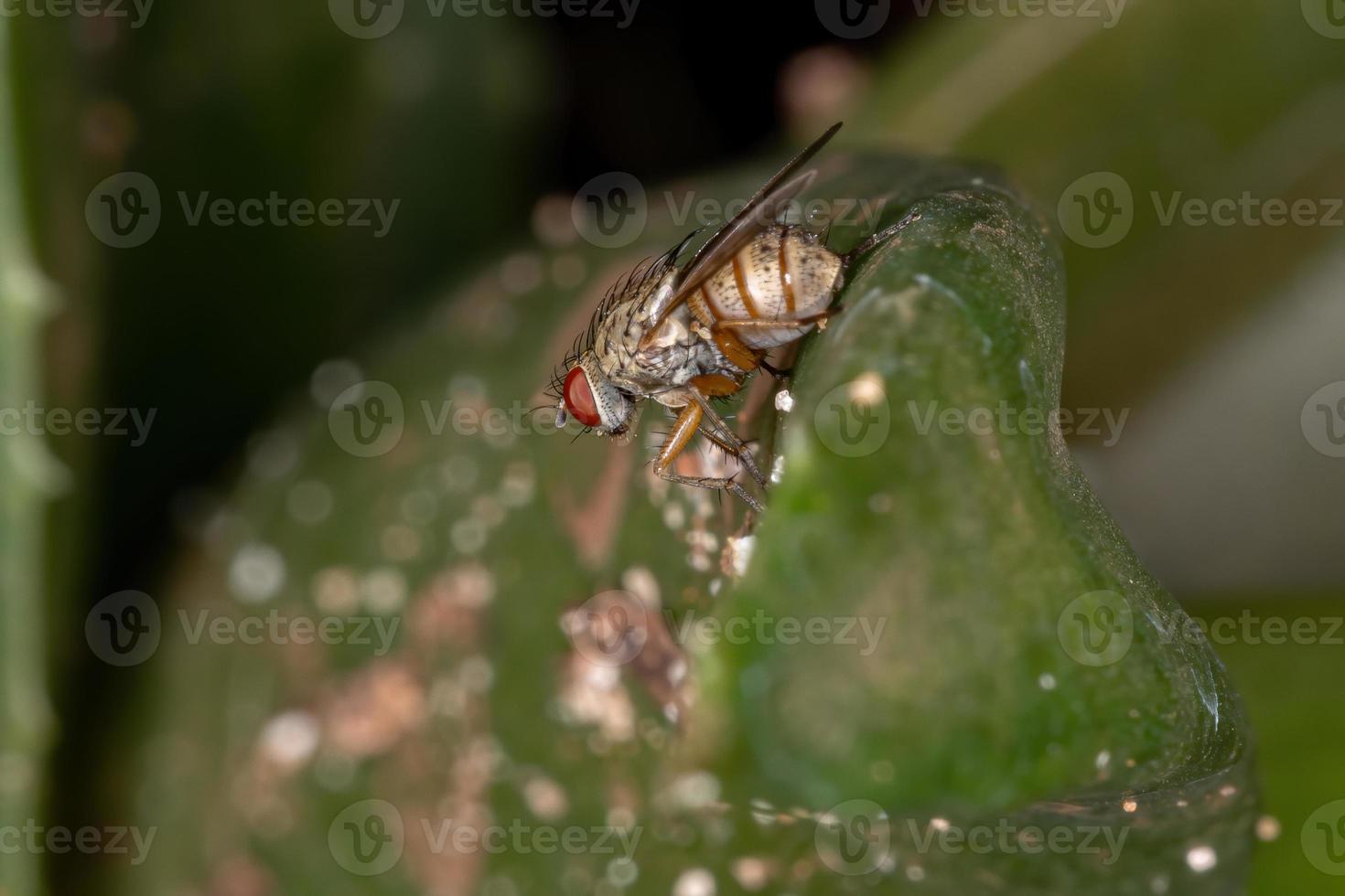 Adult House Fly photo