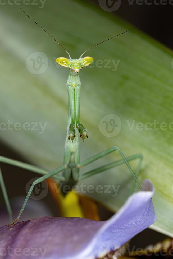 Brazilian Green Mantid photo