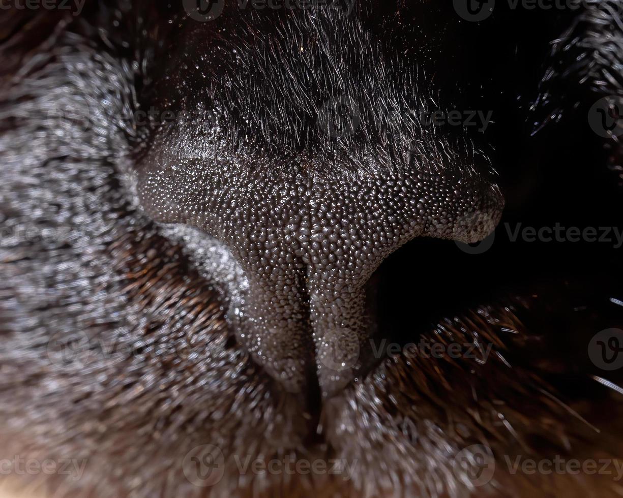 Siamese cat in close-up photo