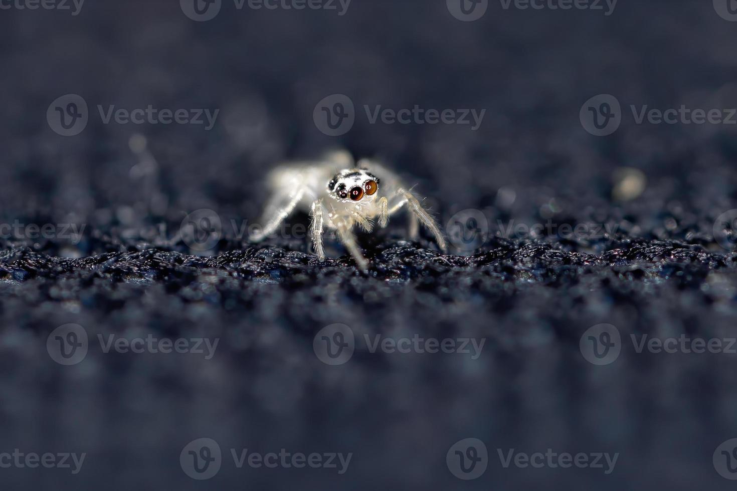 pequeña araña saltadora foto