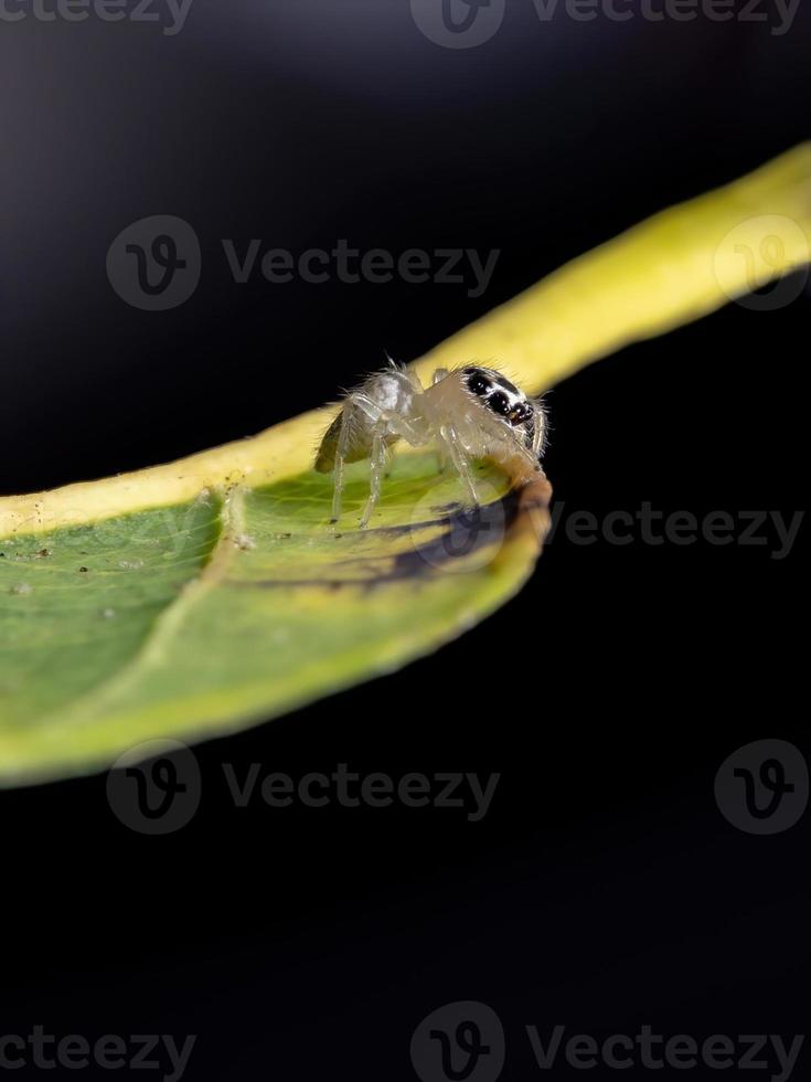 Small Jumping spider photo