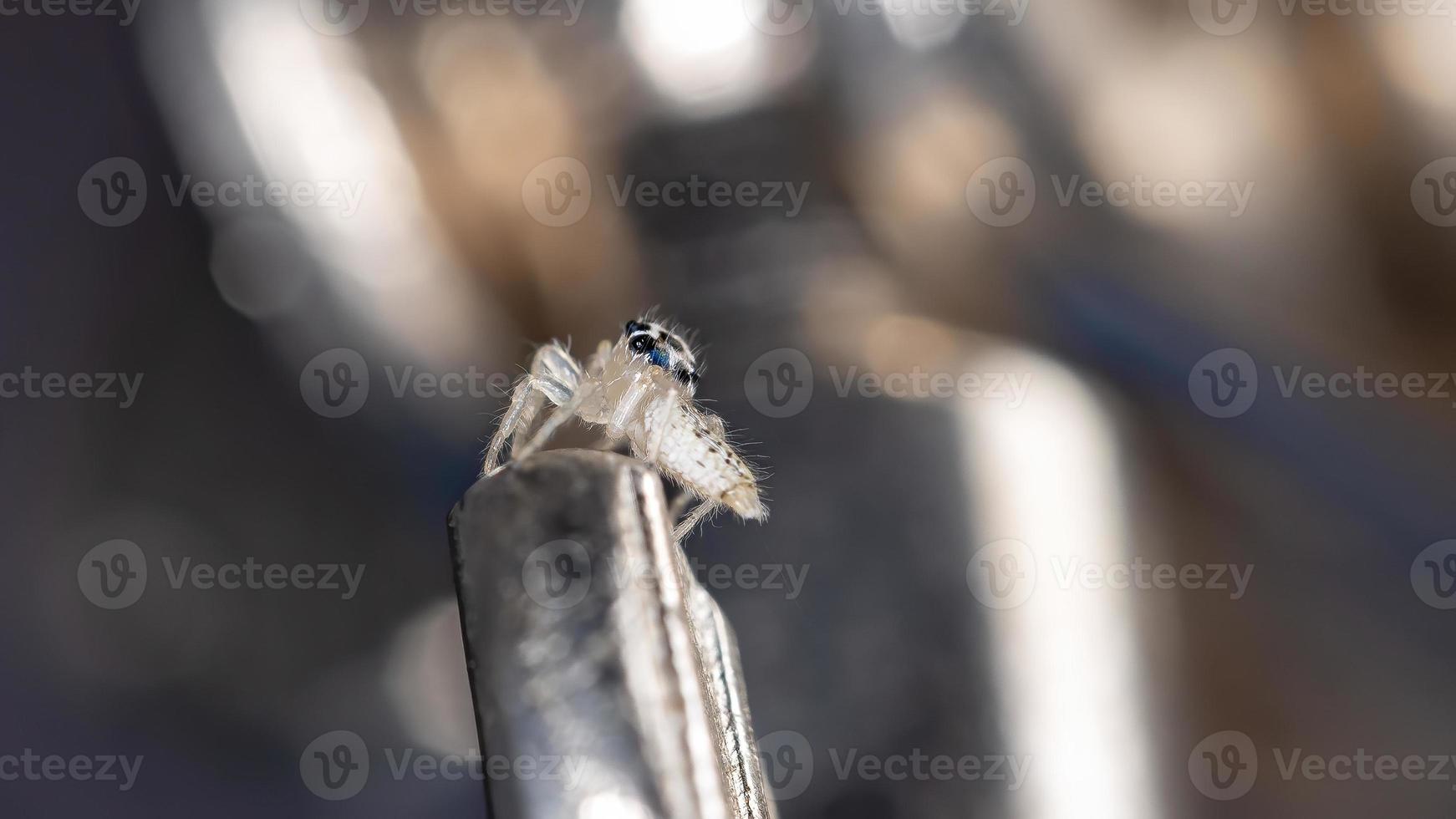 Small Jumping spider photo