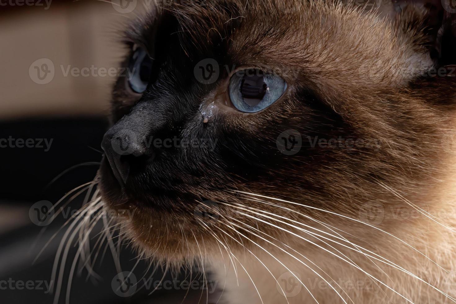 Siamese cat in close-up photo