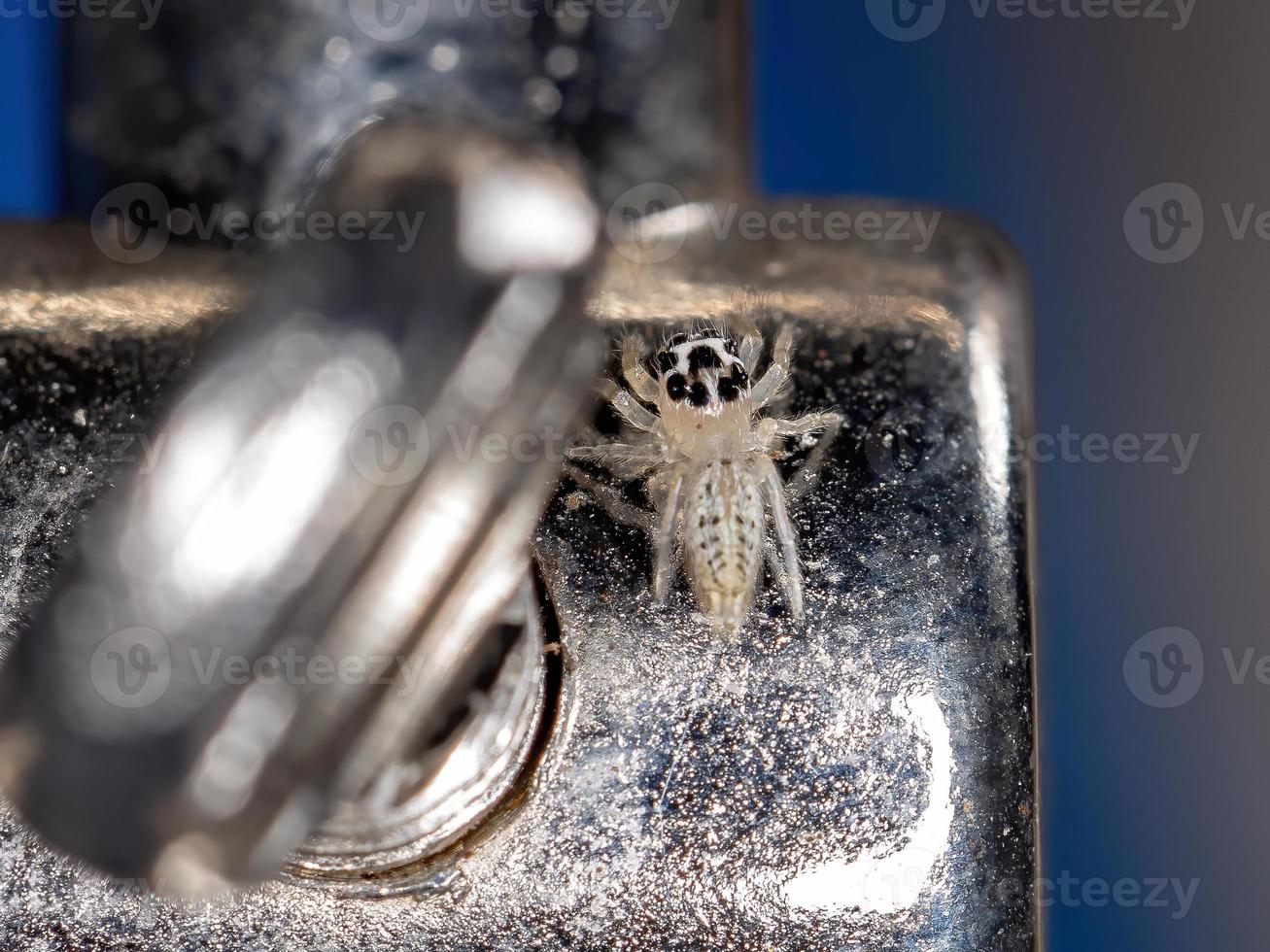 Small Jumping spider photo