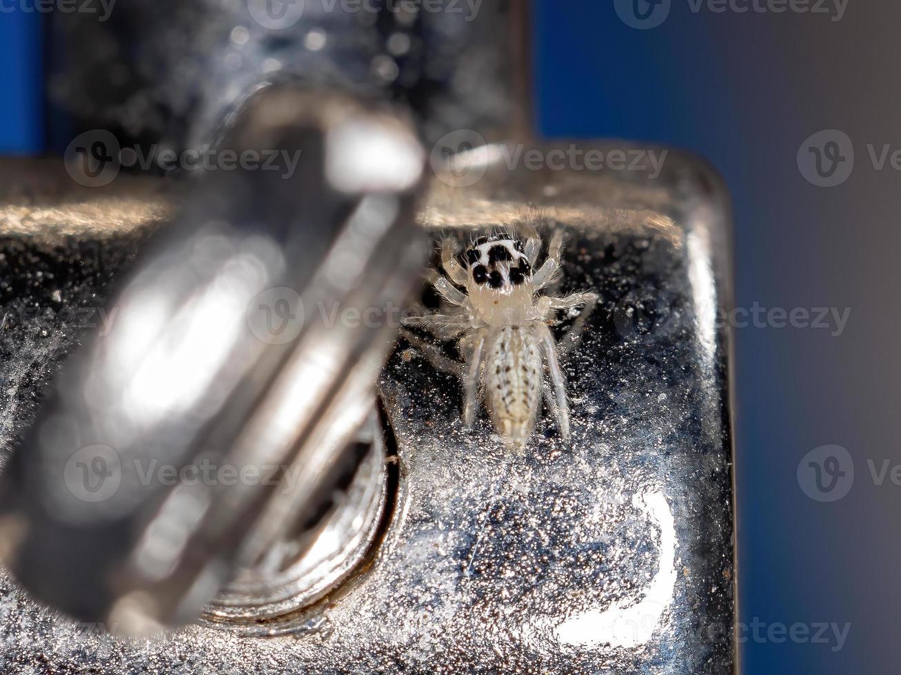 pequeña araña saltadora foto