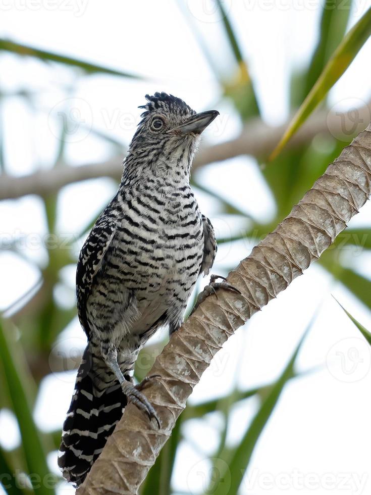 Brazilian Male Barred Antshrike photo