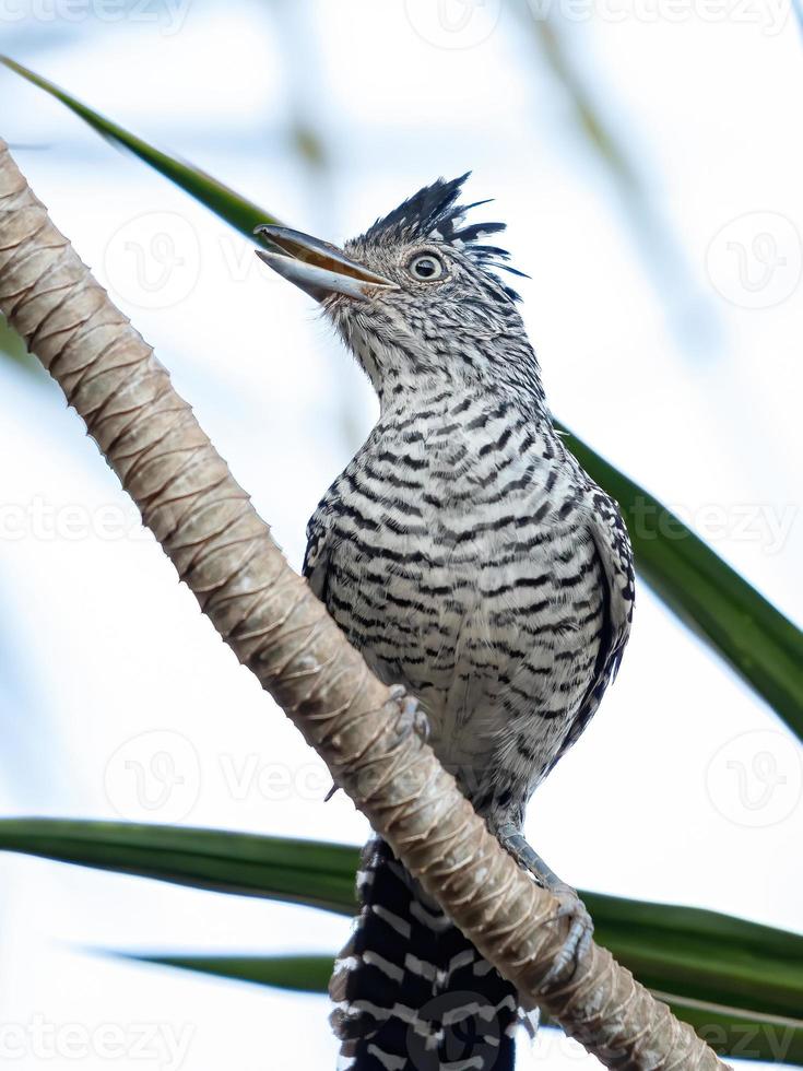 macho brasileño barrado antshrike foto