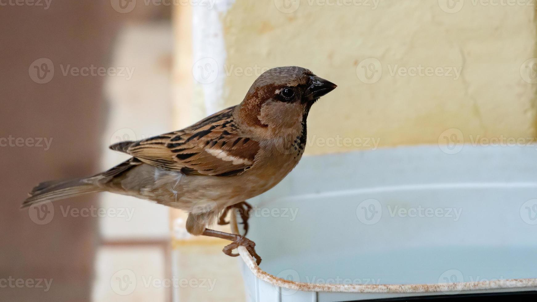 Adult House Sparrow photo