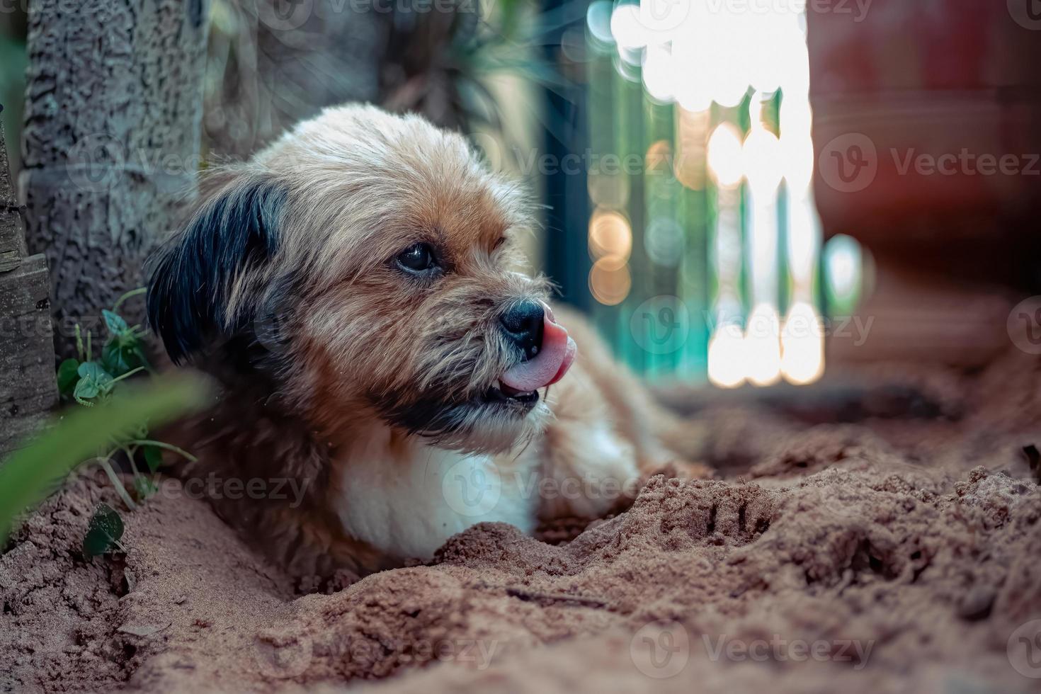 cara de perro domestico foto