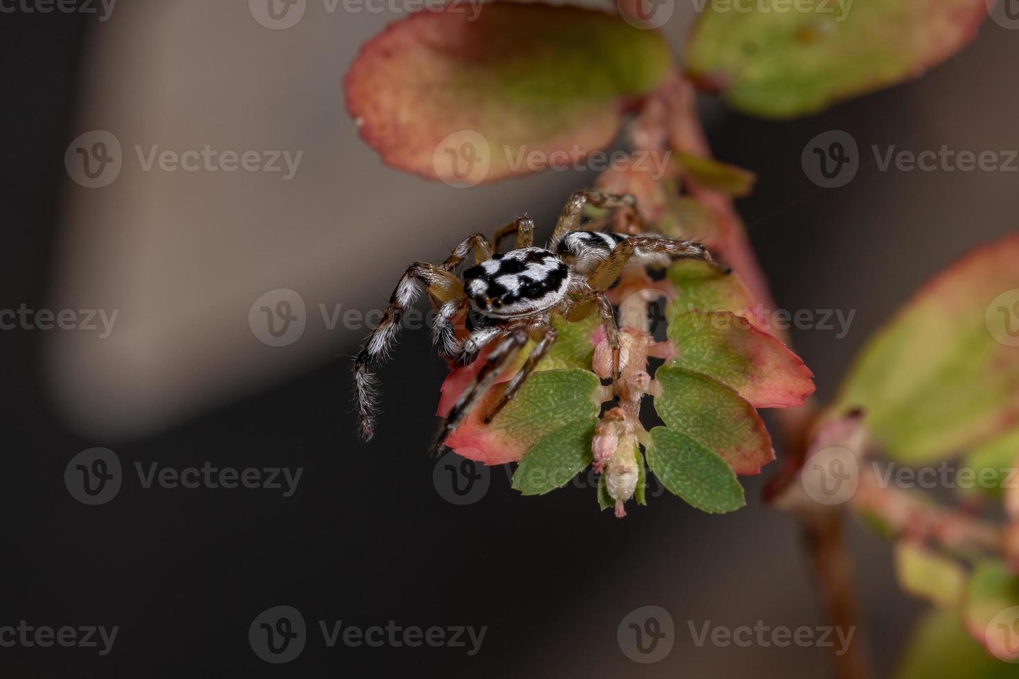 pequeña araña saltadora foto