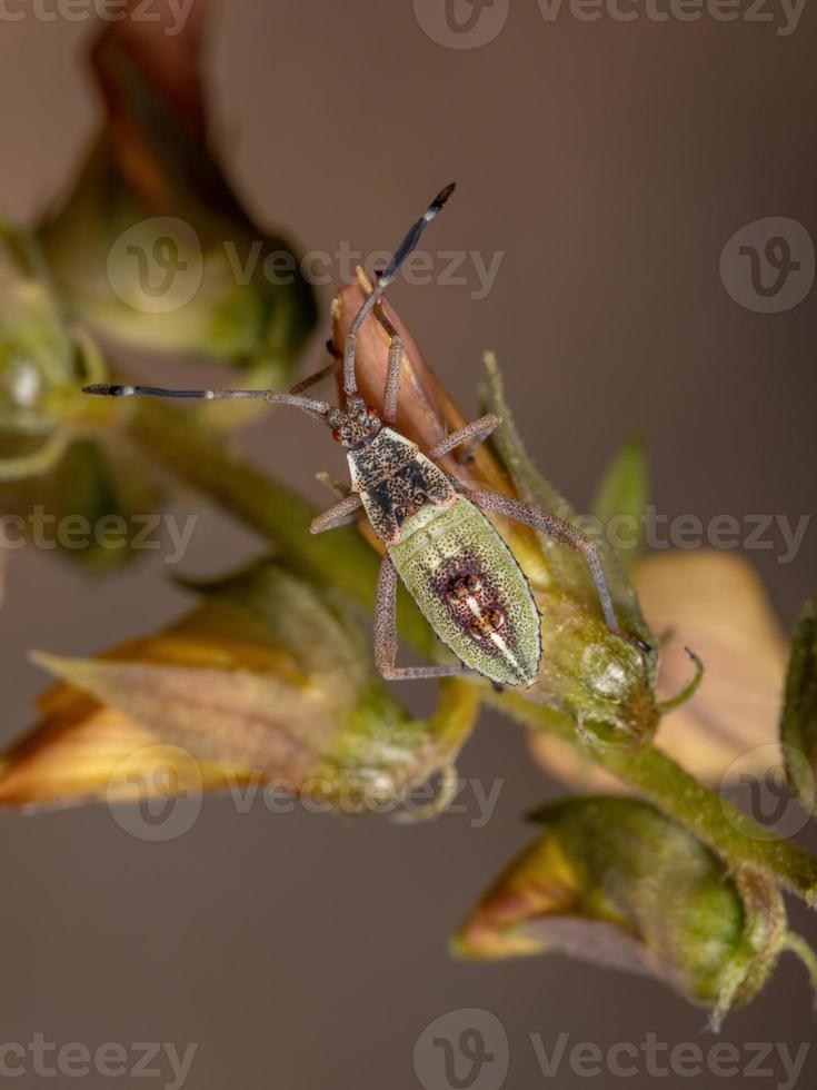 Leaf-footed Bug Nymph photo