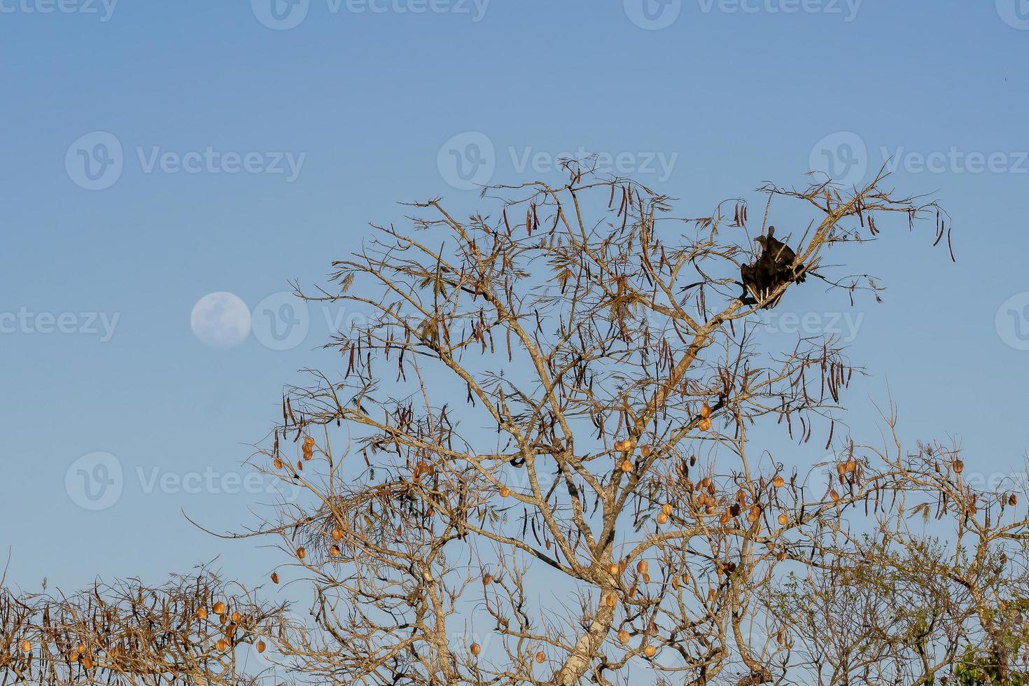 Fabaceous tree with two Black Vulture photo