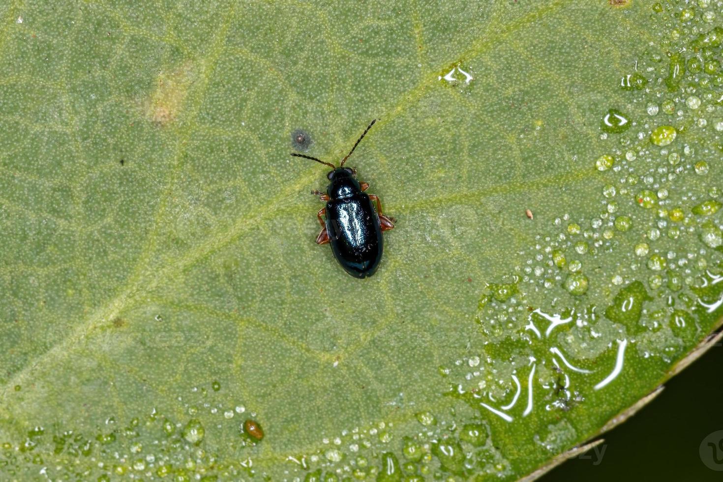 Adult Flea Beetle photo