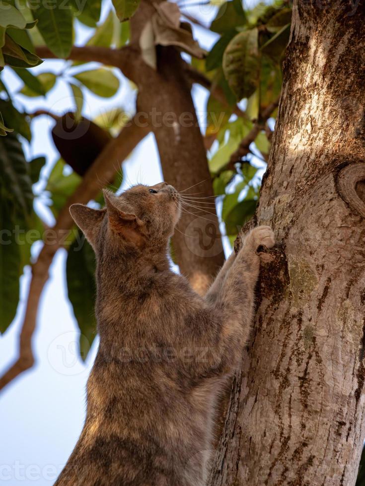 gato doméstico salvaje foto