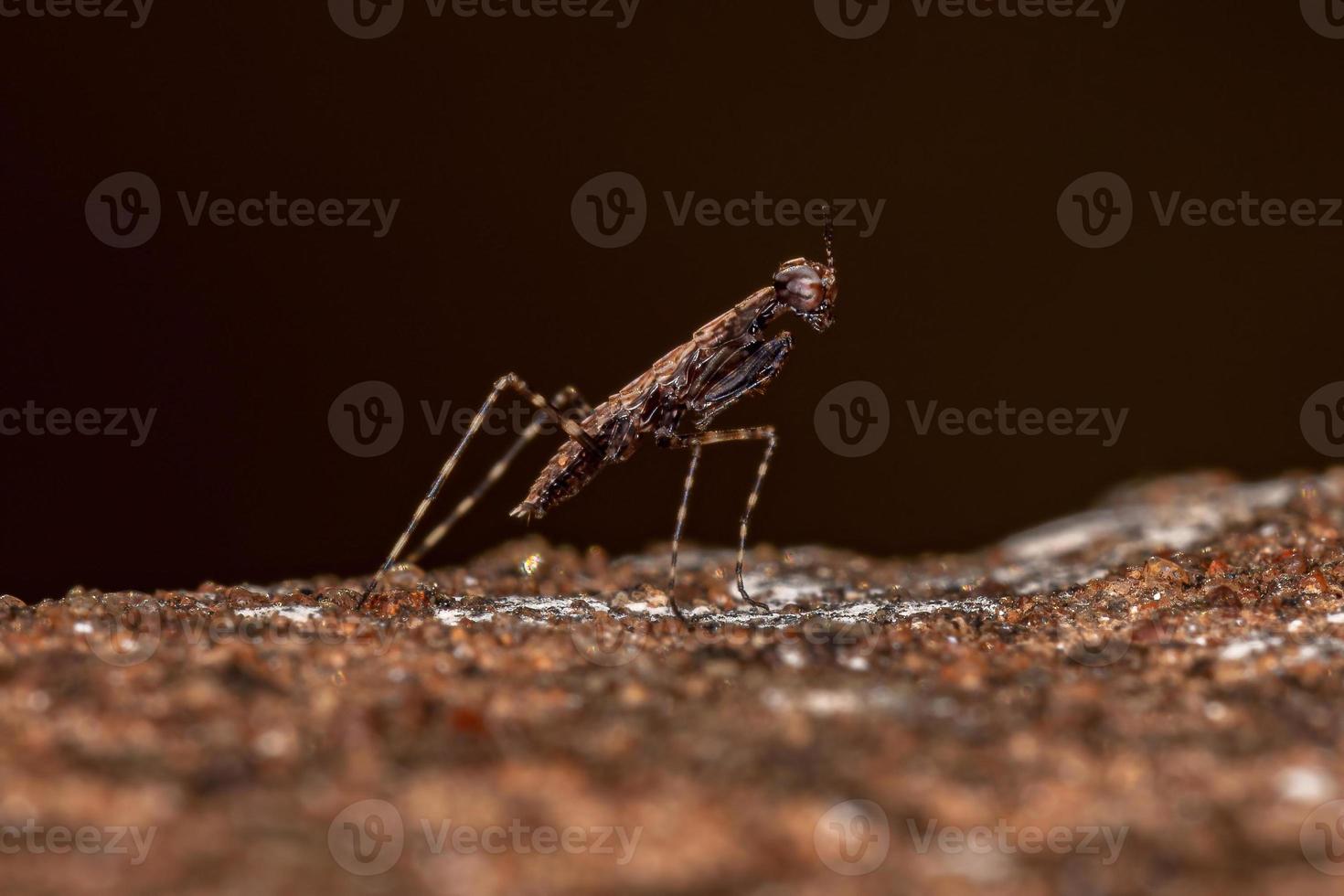 Thespid Mantis Nymph photo