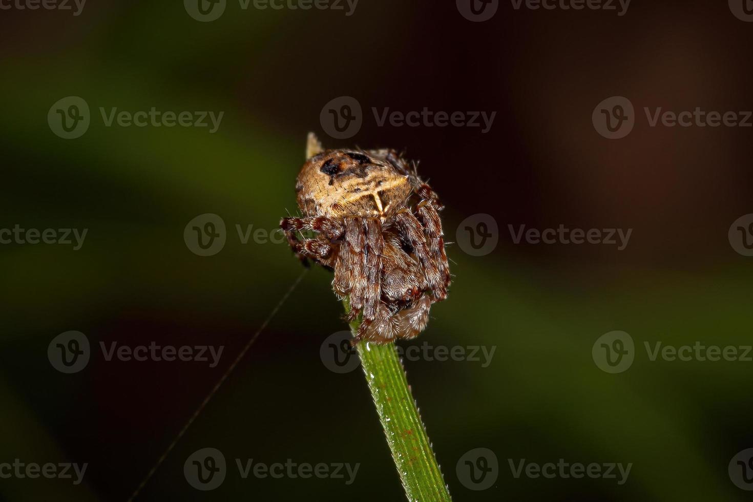 Small Orbweaver Spider photo