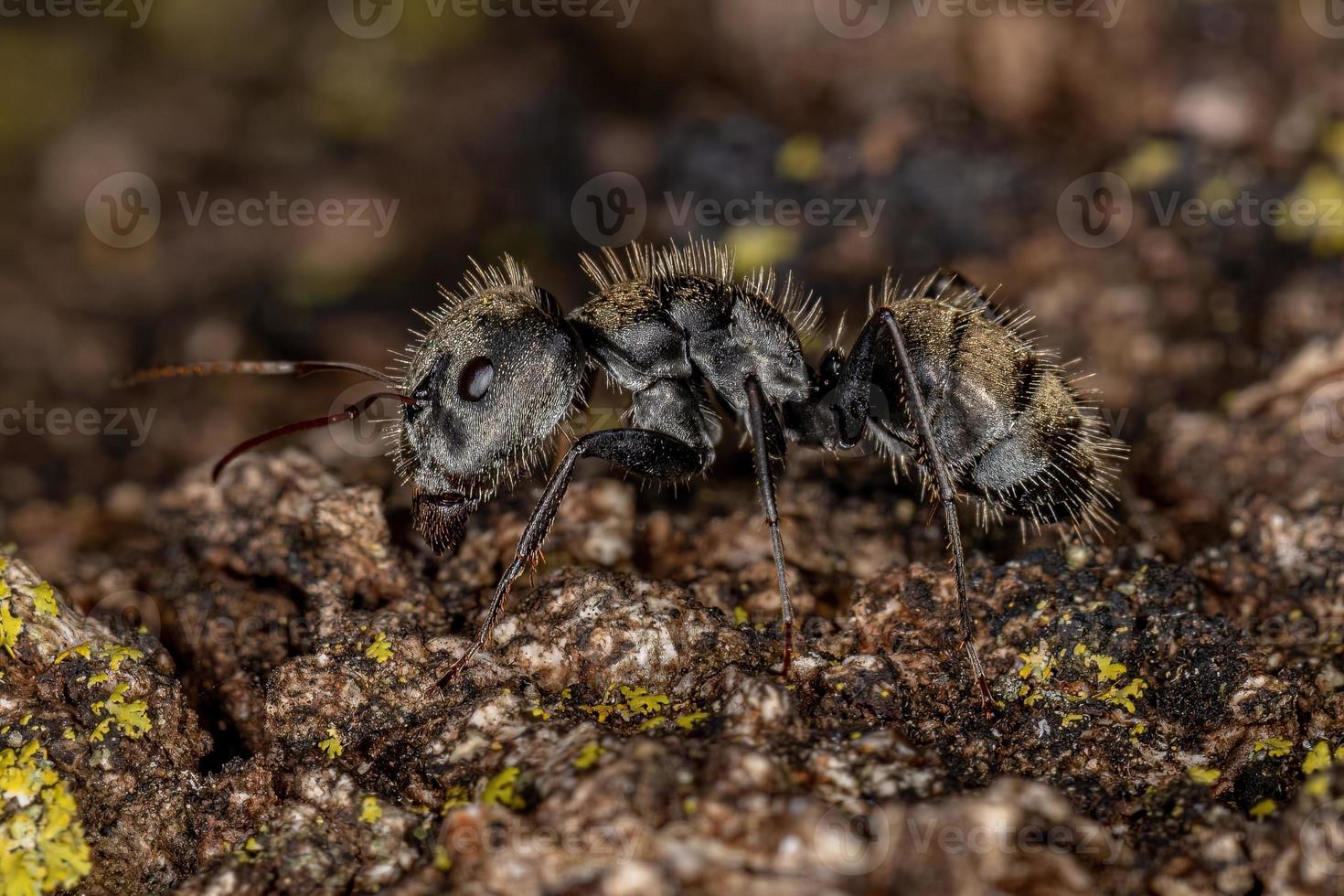 Adult Female Carpenter Ant photo