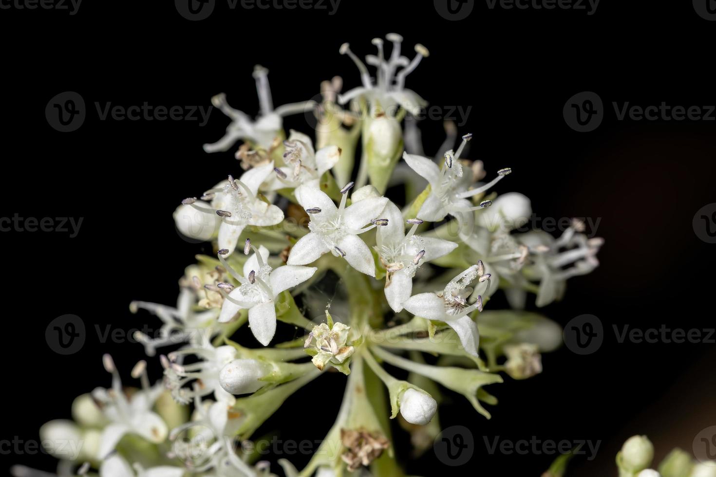 White Dicot Flower photo