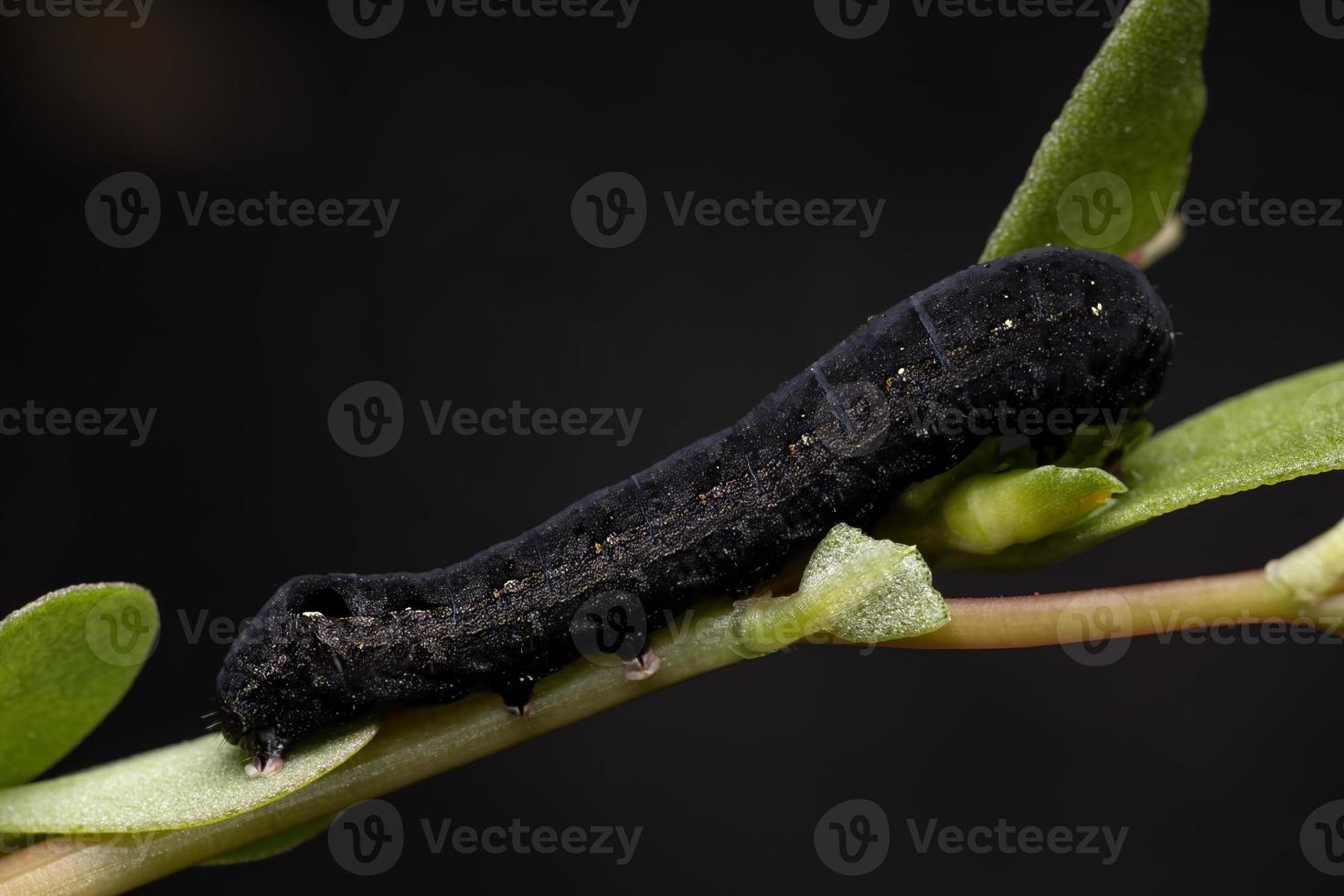 Caterpillar eatinga Common Purslane plant photo