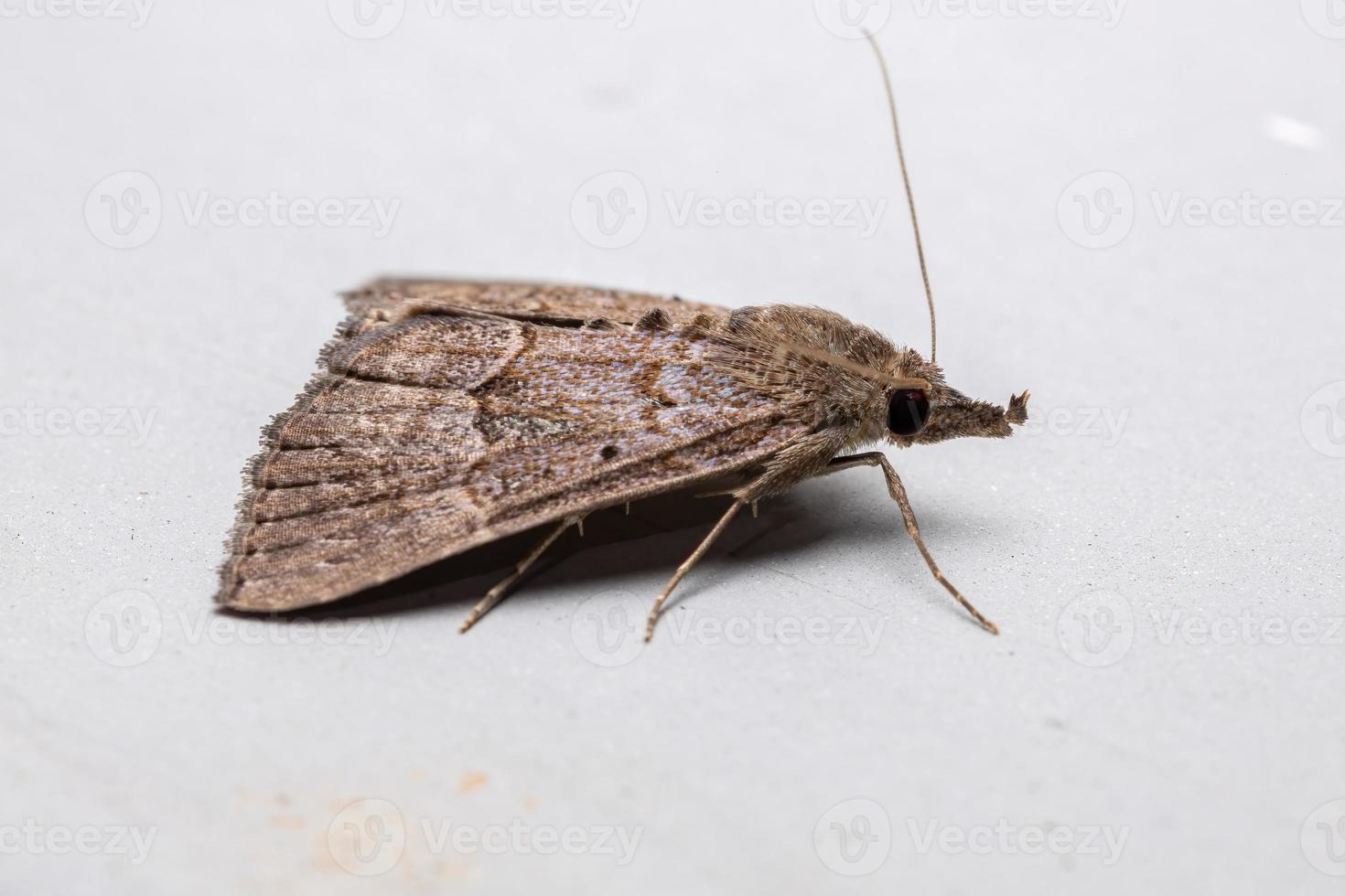 Adult Litter Moth photo