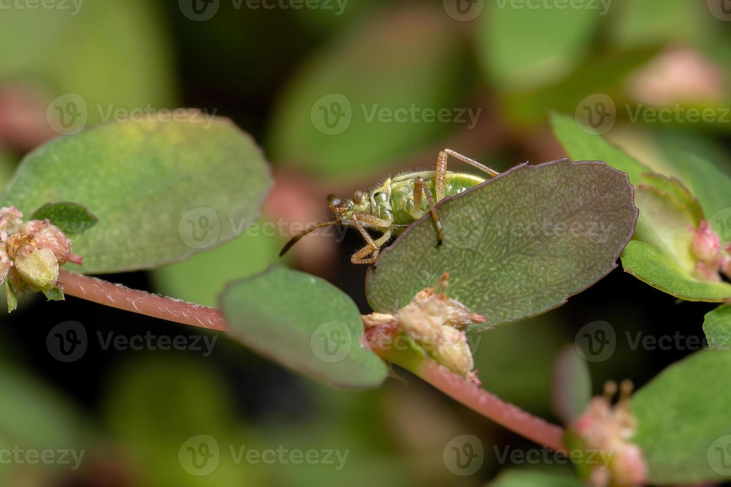 Scentless Plant Bug Nymph photo