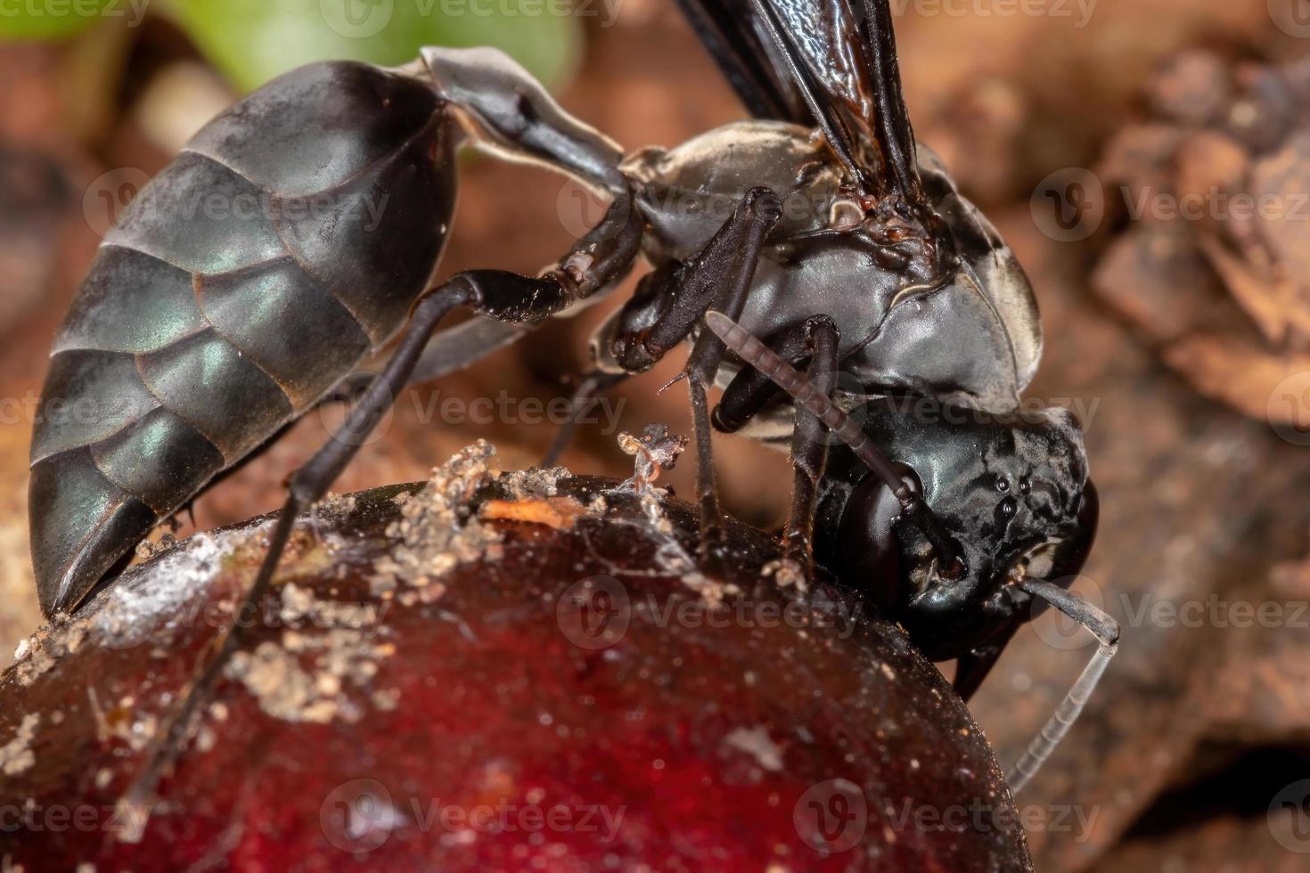 Adult Warrior Wasp photo