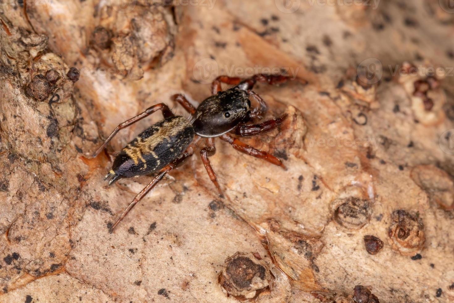 pequeña araña saltadora foto