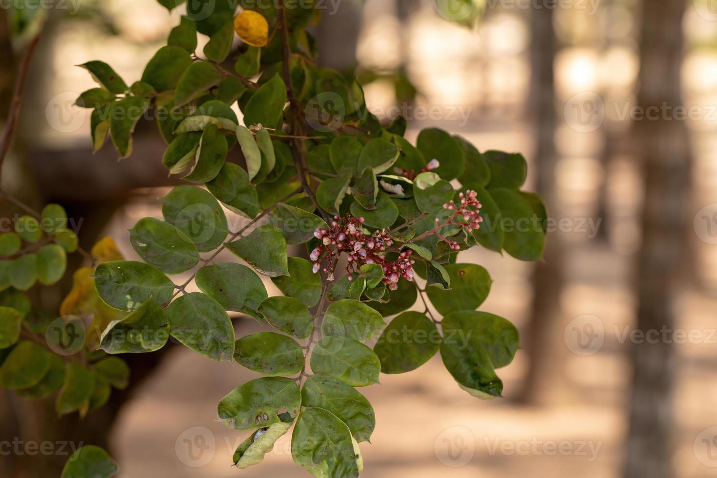 Starfruit tree flower photo