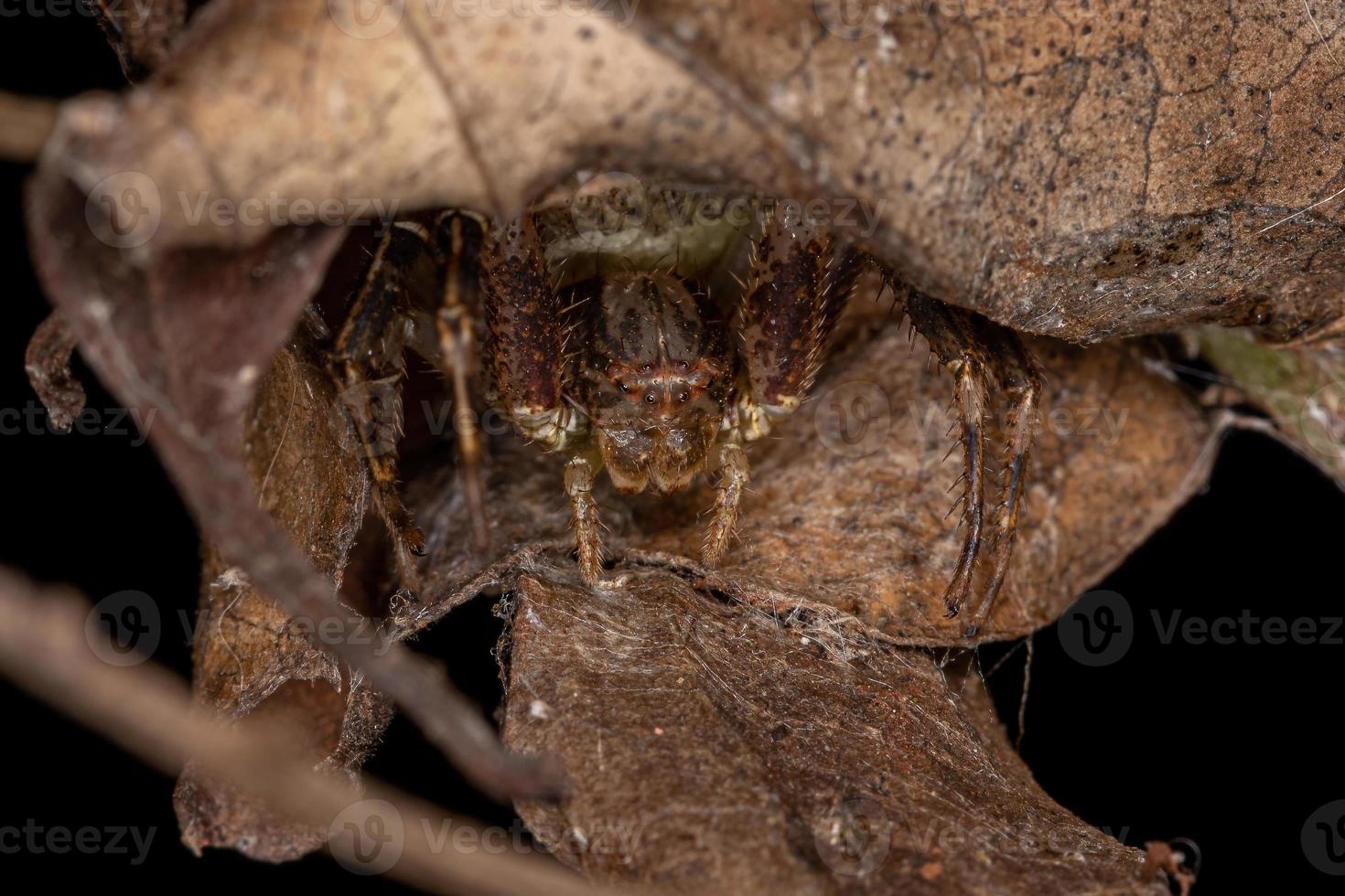 araña cangrejo hembra adulta foto